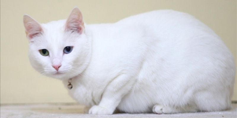 acibadem-veteriner-klinigi