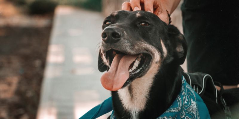 uskudaracilveterinerhizmeti