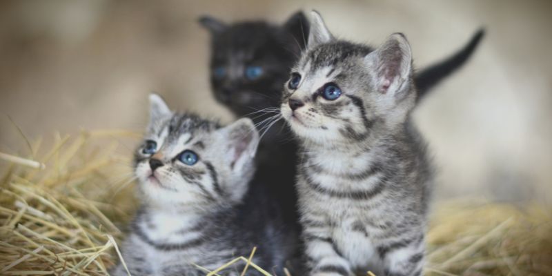 kedi