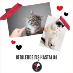 Kedilerde Diş Hastalığı, Üsküdar Veteriner, Yüksekten Düşen Kedi, Kedi Kusması, Nöbetçi Veteriner, Kedi İç Kanama, Kedilerde Mantar Tedavisi, Kedilerde Kanlı İshal, Üsküdar veteriner, kedi kısırlaştırma, kısırlaştırma, kedilerde kan paraziti