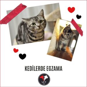 Kadıköy Veteriner, Yüksekten Düşen Kedi, Kedi Kusması, Nöbetçi Veteriner, Kedi İç Kanama, Kedilerde Mantar Tedavisi, Kedilerde Kanlı İshal, Üsküdar veteriner, kedi kısırlaştırma, kısırlaştırma, kedilerde egzama