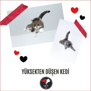 Yüksekten Düşen Kedi, Üsküdar Veteriner, Yüksekten Düşen Kedi, Kedi Kusması, Nöbetçi Veteriner, Kedi İç Kanama, Kedilerde Mantar Tedavisi, Kedilerde Kanlı İshal, Üsküdar veteriner, kedi kısırlaştırma, kısırlaştırma, kedilerde kan paraziti