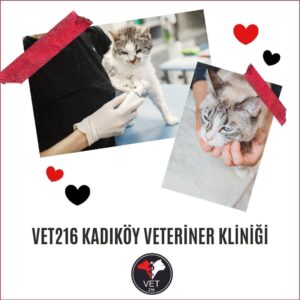 Kadıköy Veteriner, Yüksekten Düşen Kedi, Kedi Kusması, Nöbetçi Veteriner, Kedi İç Kanama, Kedilerde Mantar Tedavisi, Kedilerde Kanlı İshal, Üsküdar veteriner, kedi kısırlaştırma, kısırlaştırma, kedilerde kan paraziti