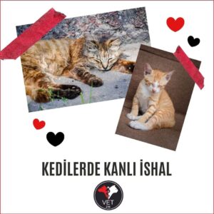 Kadıköy Veteriner, Yüksekten Düşen Kedi, Kedi Kusması, Nöbetçi Veteriner, Kedi İç Kanama, Kedilerde Mantar Tedavisi, Kedilerde Kanlı İshal, Üsküdar veteriner, kedi kısırlaştırma, kısırlaştırma, kedilerde kan paraziti
