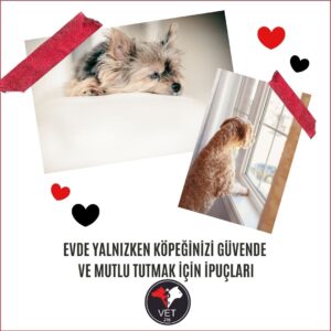 Evde Yalnızken Köpeğinizi Güvende ve Mutlu Tutmak İçin 5 İpucu, Üsküdar Veteriner, Köpek Kusması, Nöbetçi Veteriner, Köpek İç Kanama, Köpeklerde Mantar Tedavisi, Köpeklerde Kanlı İshal, Üsküdar veteriner, köpek kısırlaştırma, kısırlaştırma, köpeklerde kan paraziti