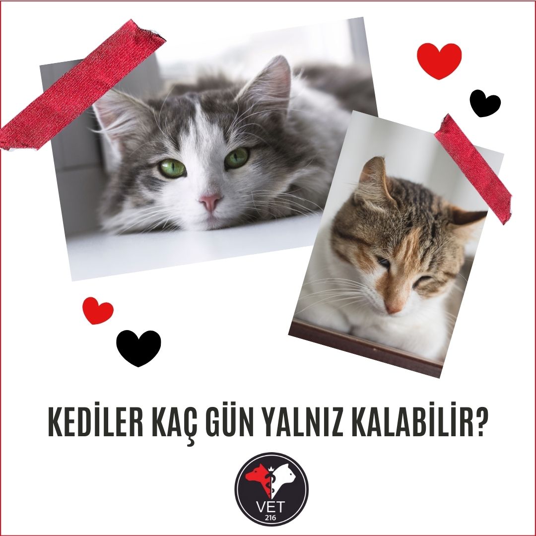Kediler Kaç Gün Yalnız Kalabilir