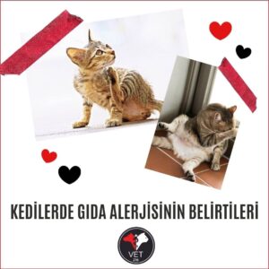 kedilerde gıda alerjisi, Üsküdar Veteriner, Yüksekten Düşen Kedi, Kedi Kusması, Nöbetçi Veteriner, Kedi İç Kanama, Kedilerde Mantar Tedavisi, Kedilerde Kanlı İshal, Üsküdar veteriner, kedi kısırlaştırma, kısırlaştırma, kedilerde kan paraziti