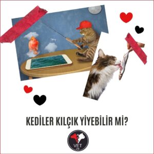 Kediler Kılçık Yiyebilir mi?