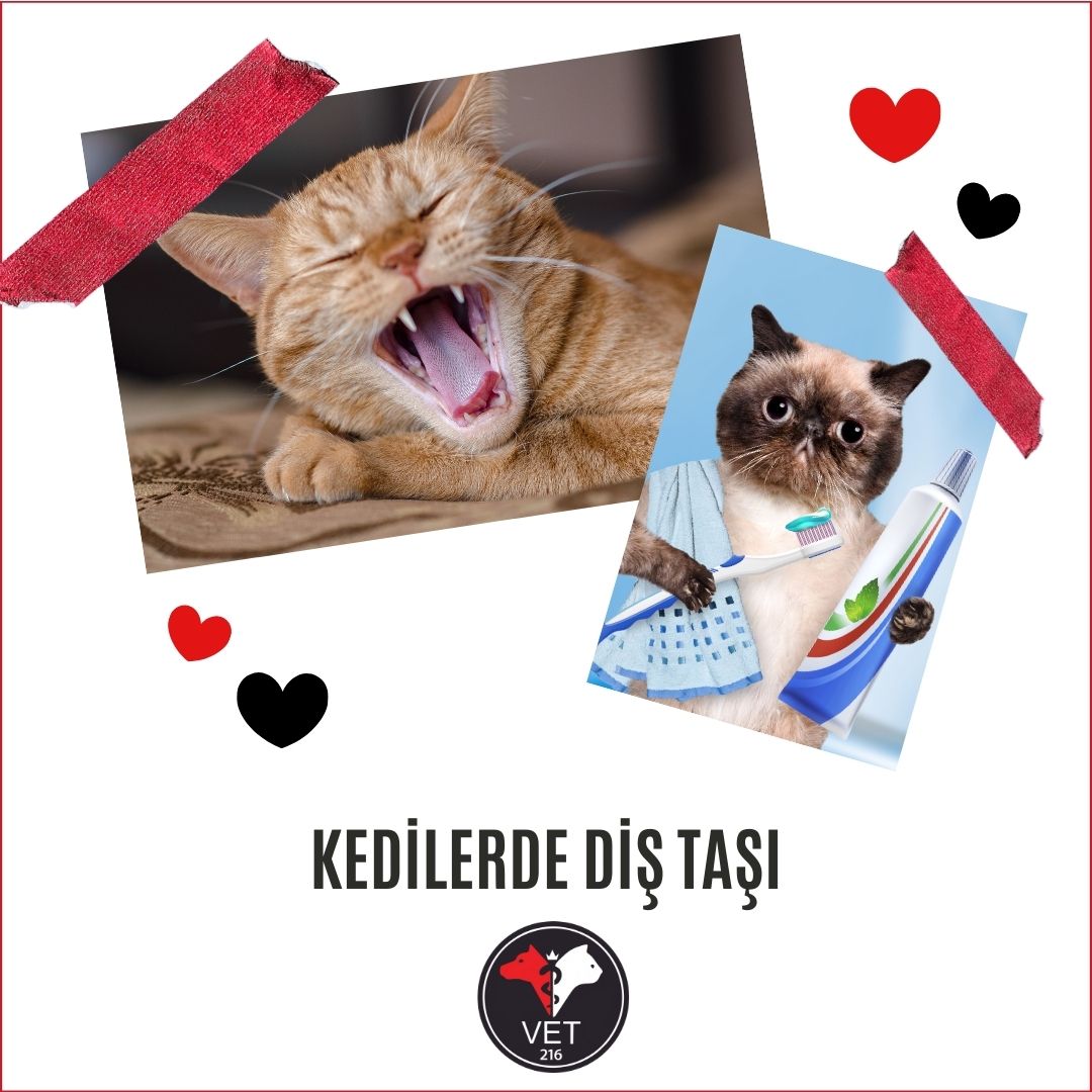 Kedilerde Diş Taşı