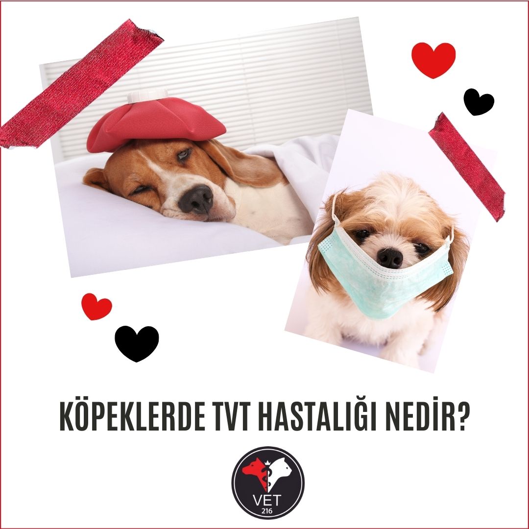 Köpeklerde TVT Hastalığı Nedir ve Nasıl Tedavi Edilmelidir?