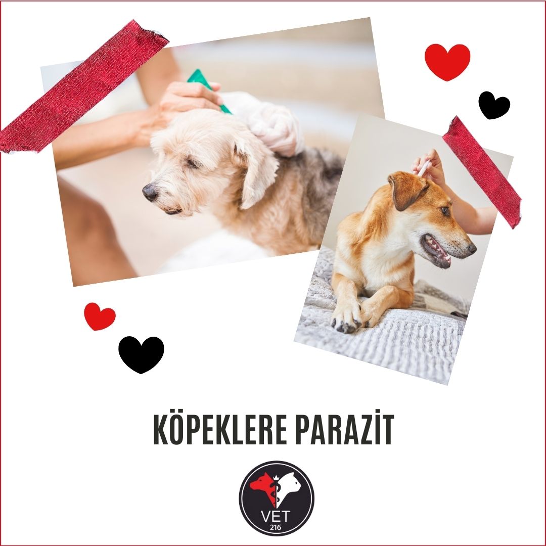 Köpeklere Parazit Uygulamasının Yaptırılmasının Önemi