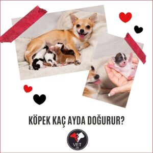 köpek kaç ayda doğurur