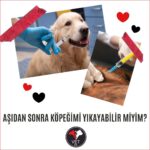 Aşıdan Sonra Köpeğimi Yıkayabilir Miyim?