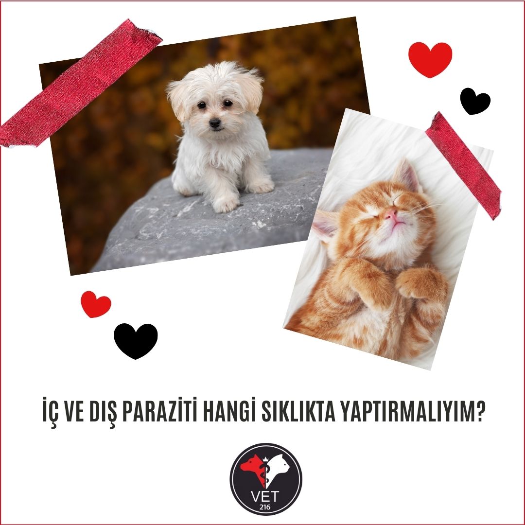 İç Ve Dış Paraziti Hangi Sıklıkta Yaptırmalıyım?