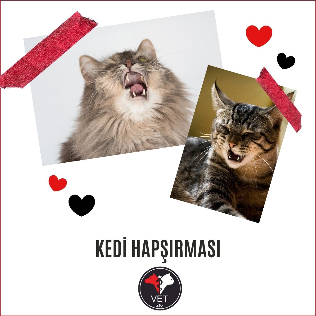 Kedi Hapşırması