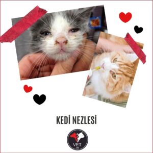 Kedi Nezlesi