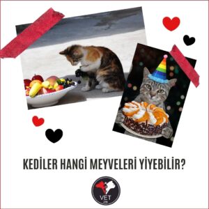 Kediler Hangi Meyveleri Yiyebilir?