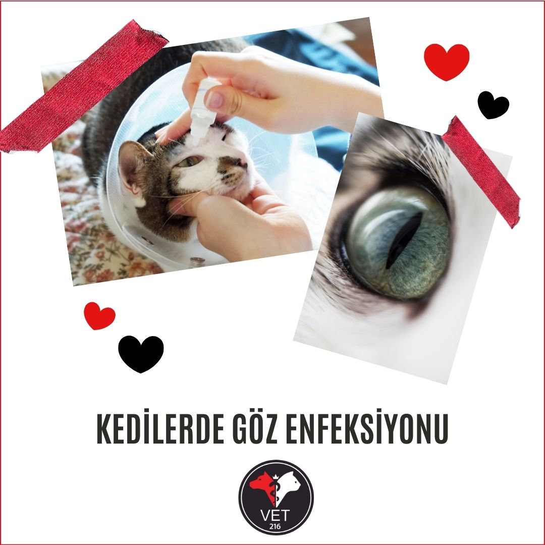 Kedilerde Göz Enfeksiyonu