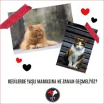 Kedilerde Yaşlı Mamasına Ne Zaman Geçmeliyiz?