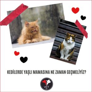 Kedilerde Yaşlı Mamasına Ne Zaman Geçmeliyiz?
