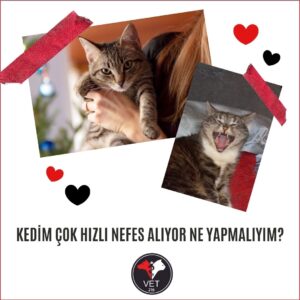 Kedim Çok Hızlı Nefes Alıyor Ne Yapmalıyım?