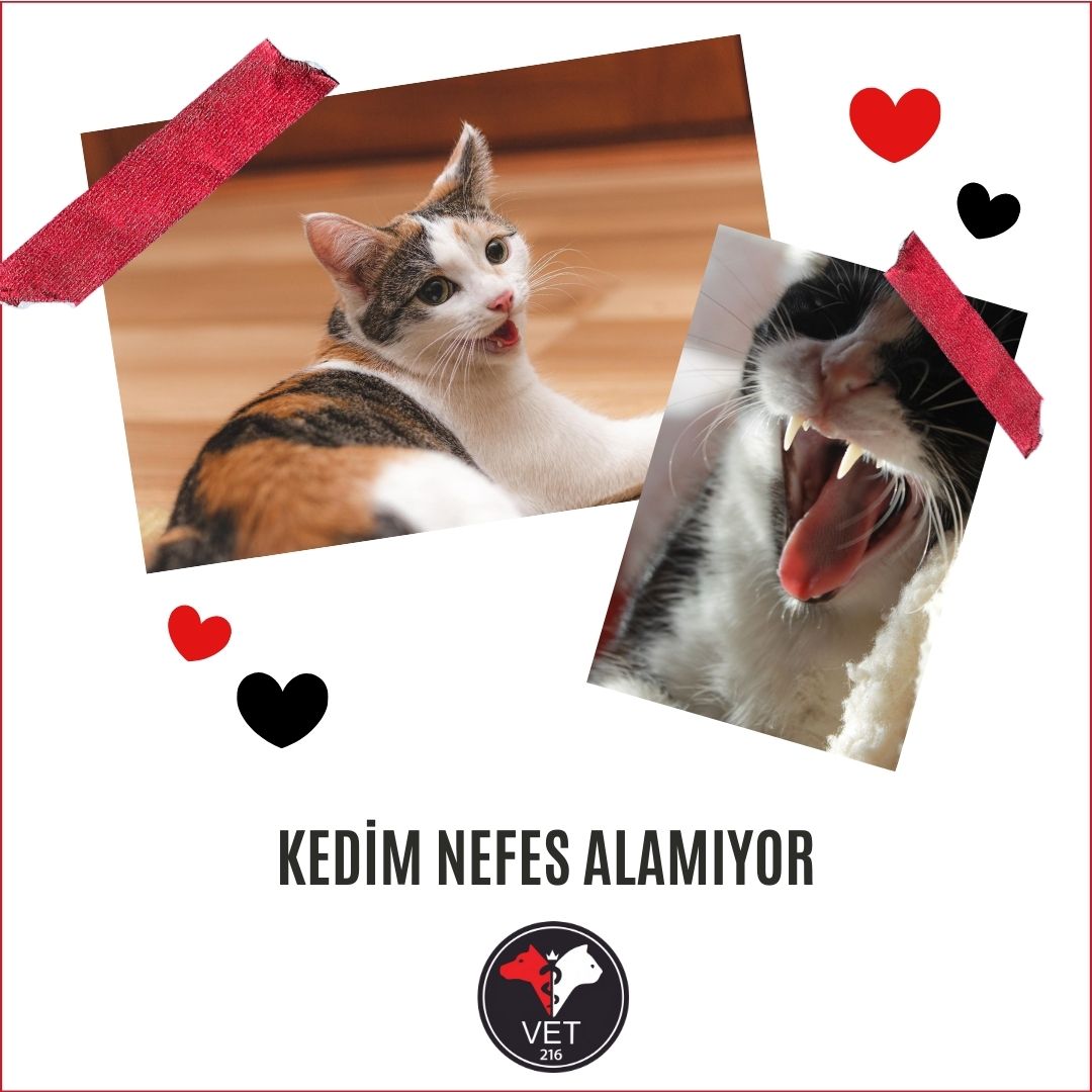 Kedim Nefes Alamıyor
