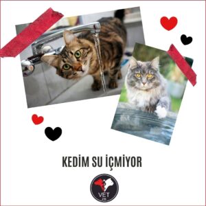 Kedim Su İçmiyor