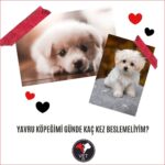 Yavru Köpeğimi Günde Kaç Kez Beslemeliyim?