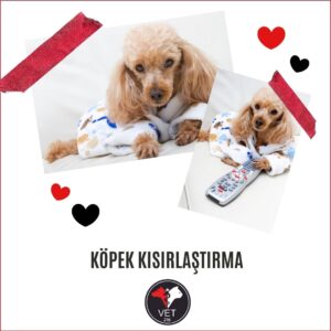 Köpek Kısırlaştırma
