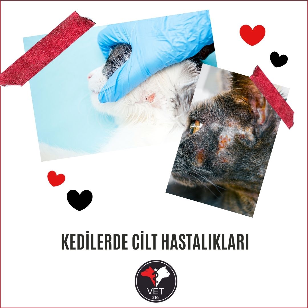 Kedilerde Cilt Hastalıkları
