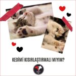 Kedimi Kısırlaştırmalı Mıyım?