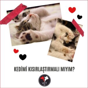 Kedimi Kısırlaştırmalı Mıyım?