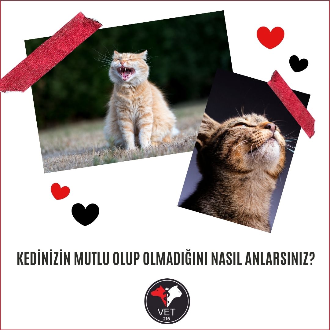 Kedinizin Mutlu Olup Olmadığını Nasıl Anlarsınız?