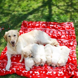 köpek kısırlaştırmak riskli midir