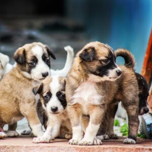 Köpek Kısırlaştırmak Riskli mi?