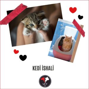 Kedi İshali
