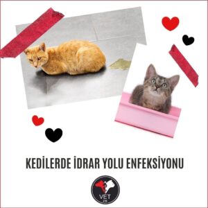 Kedilerde İdrar Yolu Enfeksiyonu Belirtileri , Nedenleri , Tedavi