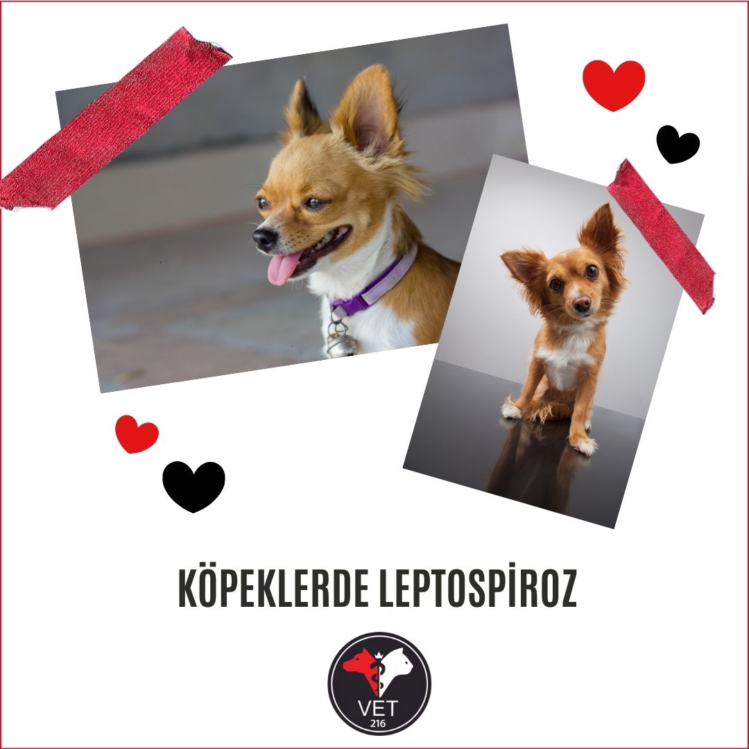 Köpeklerde Leptospiroz