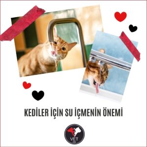 Kediler İçin Su İçmenin Önemi