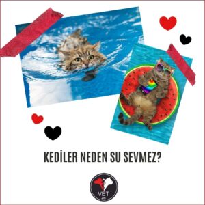 Kediler Neden Su Sevmez?