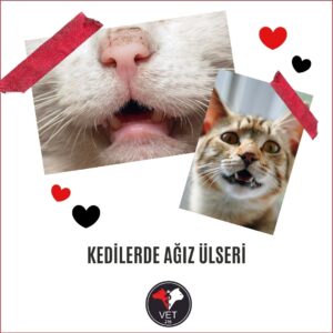 Kedilerde Ağız Ülseri