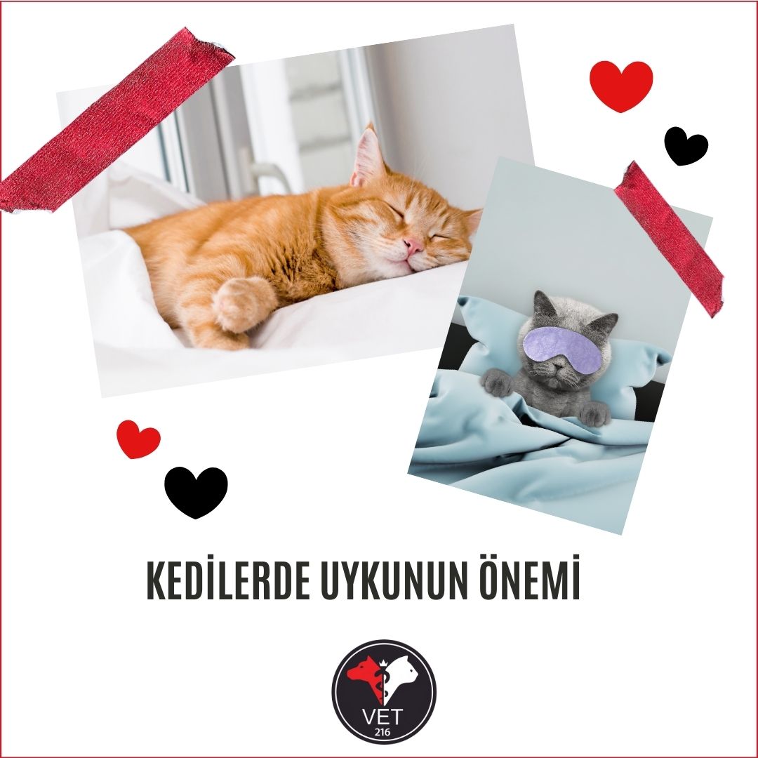 Kedilerde Uykunun Önemi