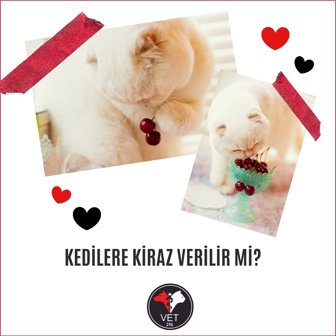 Kedilere Kiraz Verilir mi?