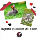 Tavşanlara Tuvalet Eğitimi Nasıl Verilir?