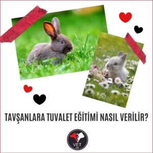 Tavşanlara Tuvalet Eğitimi Nasıl Verilir?