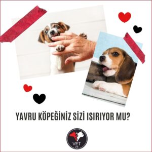 Yavru Köpeğiniz Sizi Isırıyor mu? Yavru Köpeklerin Isırması Nasıl Engellenir?
