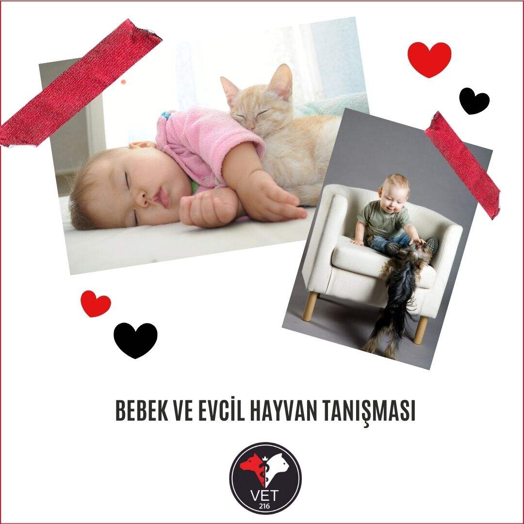 Bebek ve Evcil Hayvan Tanışması