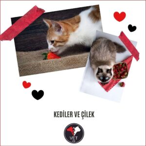 Kediler ve Çilek