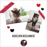 Kedilerin Beslenmesi