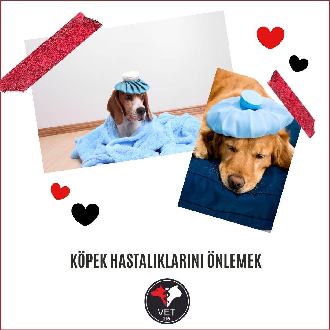 Köpek Hastalıklarını Önlemek
